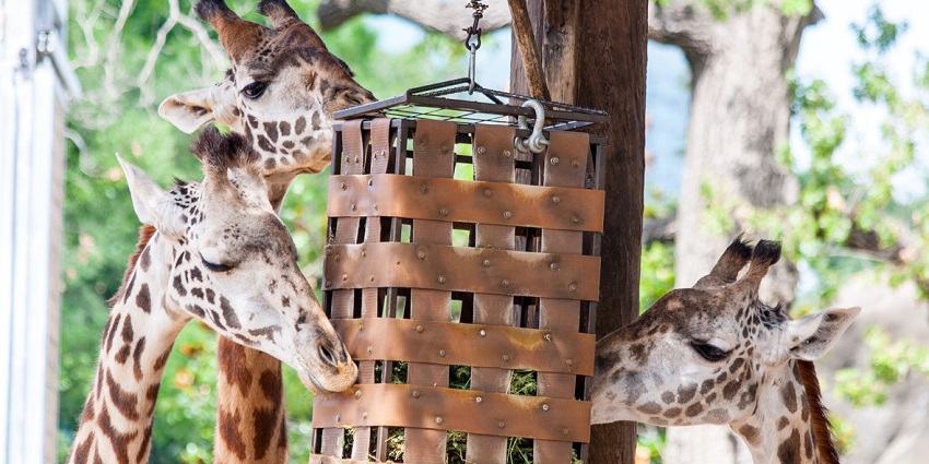 Houston Zoo with multiple giraffes trying to eat the grass from a hanging feeding box