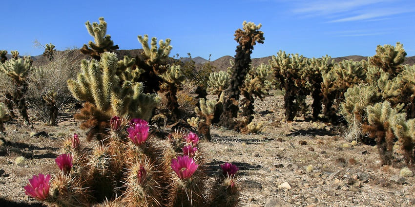 An image of one of the exotic cacti found at the Joshua Tree National Park in California.