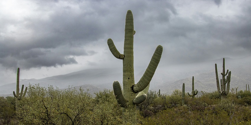 An image of the entrance to the Saguaro National Park Arizona USA