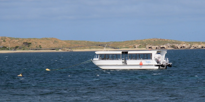 Penguin Island ferry and tour boats at anchor with Penguin Island in the background