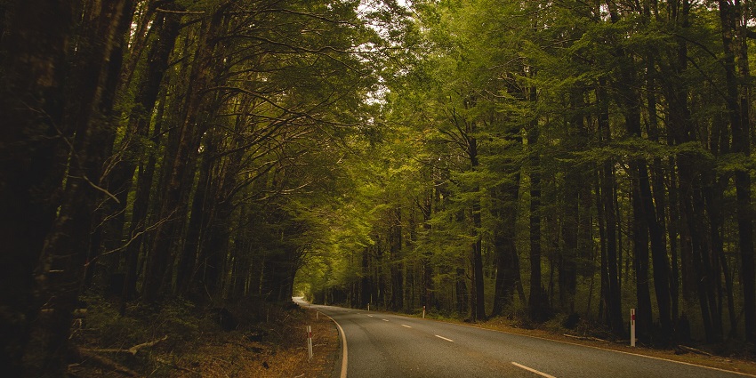 A road surrounded by forests leading to Milford Sound Waterfall