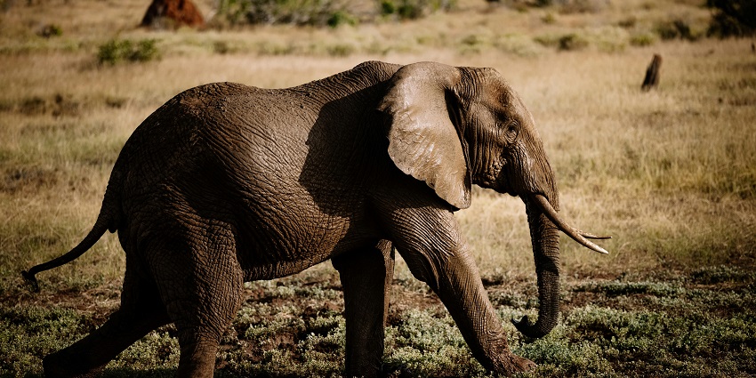 An image of an elephant grazing on brown grass in Ramnabagan Wildlife Sanctuary.