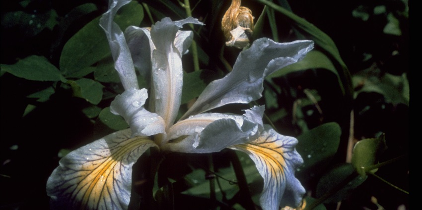 An image showcasing the exotic flowers that are found in the Redwood National Park, USA.