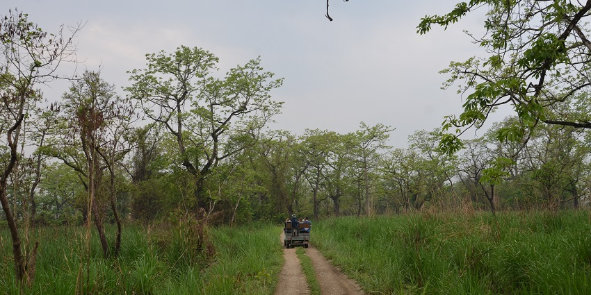 A picture of a jeep travelling in a national park, surrounded by lush greenery