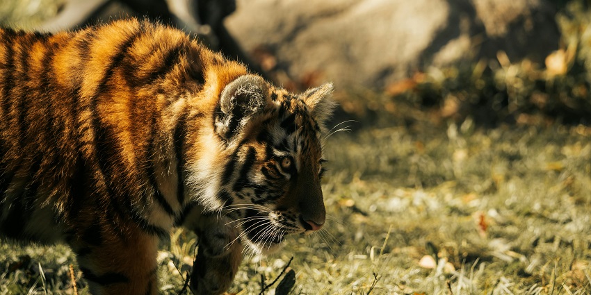 An image of a tiger resting in the lush greenery of Tadoba Reserve.