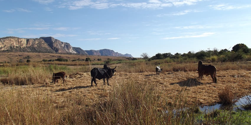 Famous for its fauna and landscapes, visit Isalo National Park in Madagascar island.