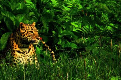 An image of Jaldapara Jungle Safari, highlighting the sanctuary's rich biodiversity