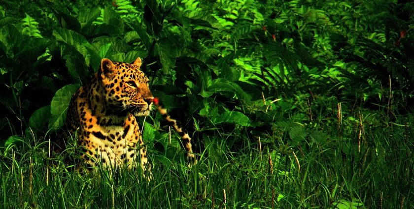 An image of Jaldapara Jungle Safari, highlighting the sanctuary's rich biodiversity