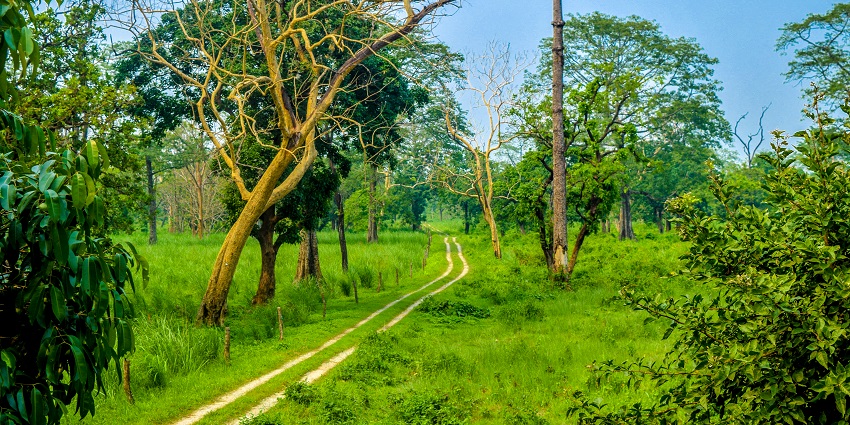 A picture of the lush surroundings at the Jaldapara National Park in West Bengal.