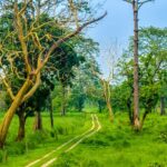 A picture of a forest with trees and greenery all around.