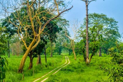 A picture of a forest with trees and greenery all around.