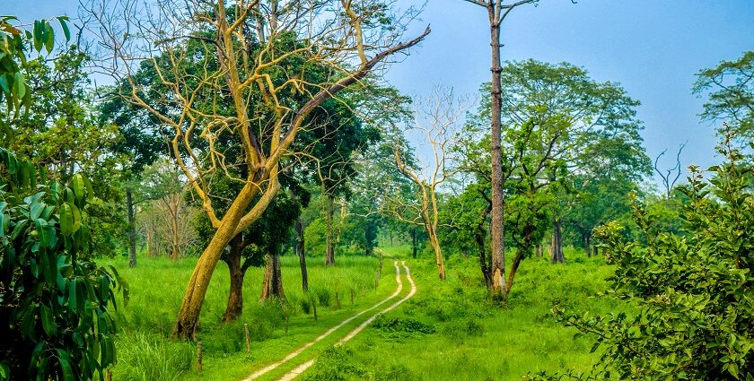 A picture of a forest with trees and greenery all around.