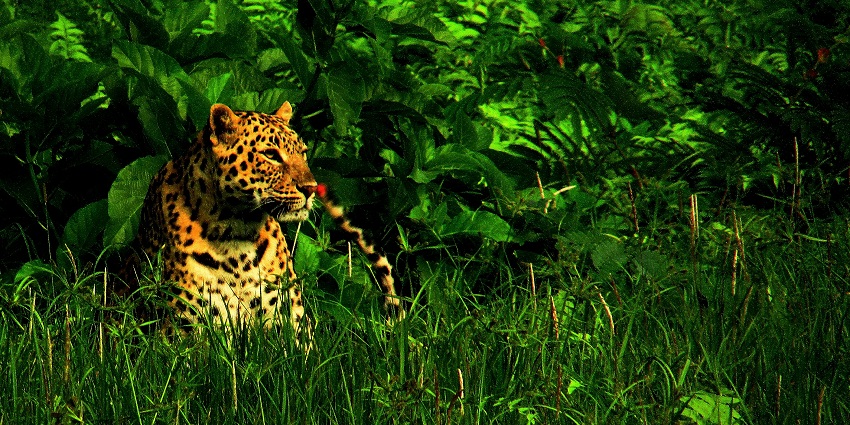 A picture of a panther that was spotted in a forest, hiding behind bushes.