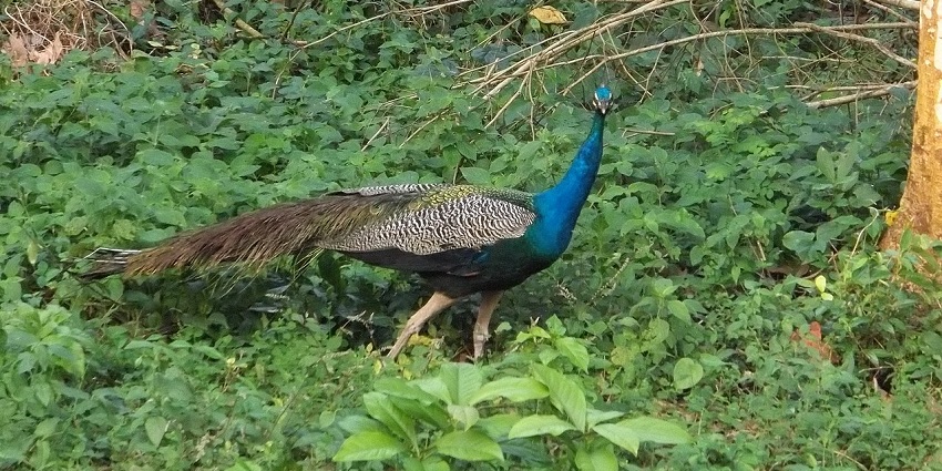 An image of a peacock roaming in the most beautiful Jaldapara Wildlife Sanctuary.
