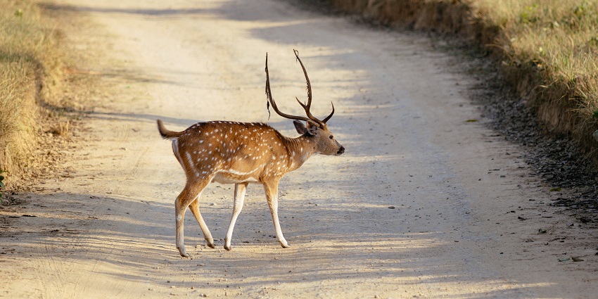 A view of Jim Corbett National Park, one of the best places to visit near Bareilly.