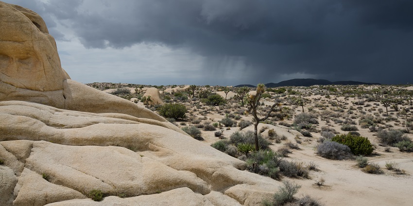 An image of Joshua Tree National Park with dark clouds and an approaching thunderstorm over the desert.