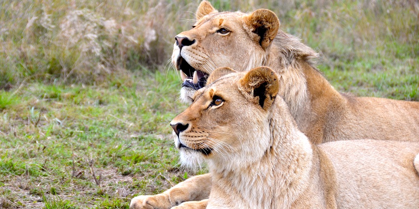 A lion couple spotted at one of the wildlife sanctuaries in South Africa
