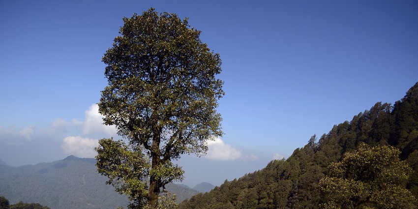 Kedarnath trekking amidst dense forests, and peaceful, natural surroundings.