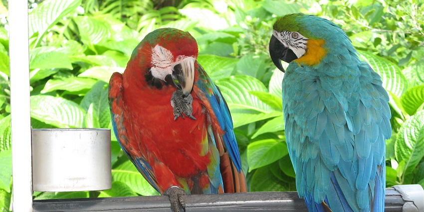 A view of two parrots in Jungle Island near Phillip & Patricia Frost Museum of Science.