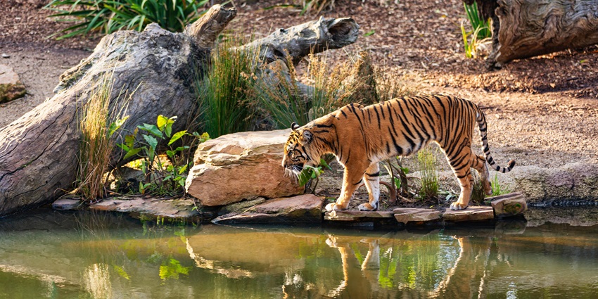 An image of travellers having a delightful experience on the Jaldapara jungle safari