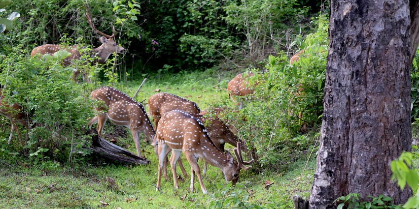 Things to do in Bandipur include jungle Safari in Bandipur National Park.