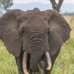 An image of a lush forest landscape with wildlife, representing the essence of jungle safaris.