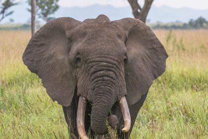 An image of a lush forest landscape with wildlife, representing the essence of jungle safaris.