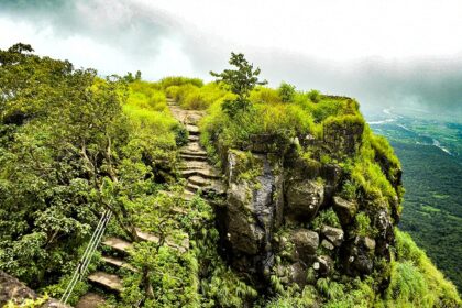 A scenic view of a wildlife sanctuary near Mumbai with lush greenery and diverse fauna.