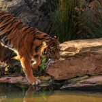 An image of a tiger in a jungle safari stepping over stones close to the water body.