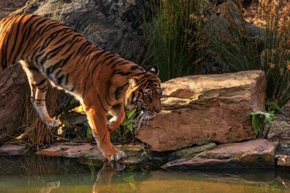 An image of a tiger in a jungle safari stepping over stones close to the water body.