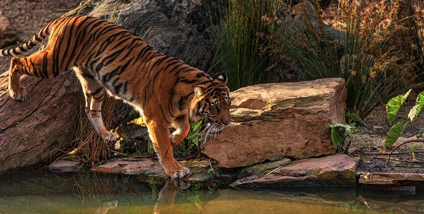 An image of a tiger in a jungle safari stepping over stones close to the water body.