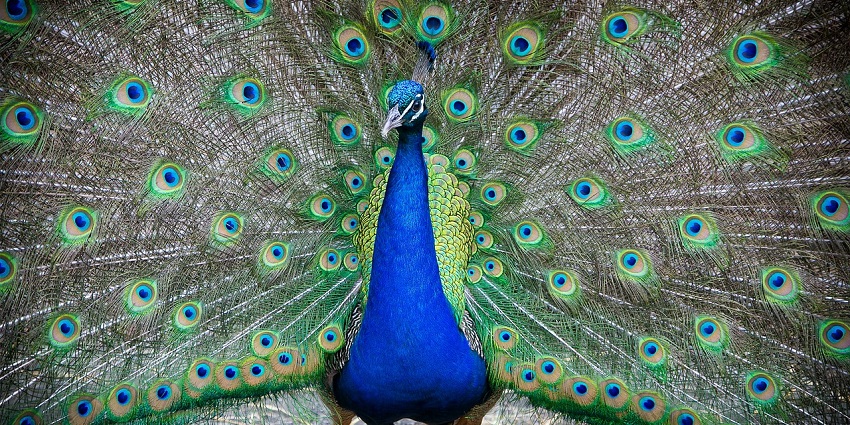 An image of a dancing peacock in a forest, a popular destination near Bronx Zoo.