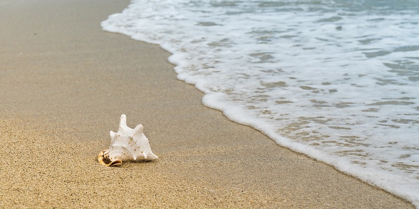 Seashell finds its home on a beach, a popular attraction near Long Beach California