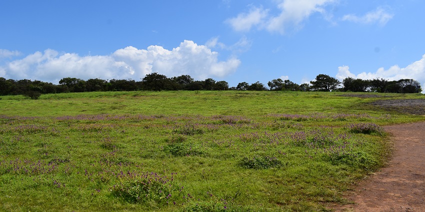 An image of the beautiful wildflowers at Kaas Plateau, the best jungle safari near Mumbai.
