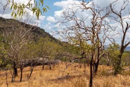 Image of Majestic view of Kakadu National Park - surrounded by lush greenery