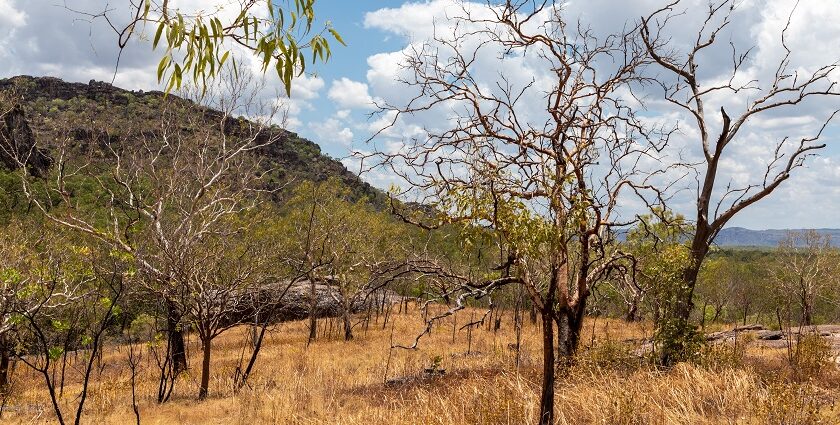 Image of Majestic view of Kakadu National Park - surrounded by lush greenery