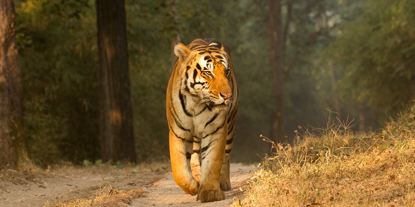 Kalakkad Mundanthurai Tiger Reserve (KMTR) located in the South Western Ghats