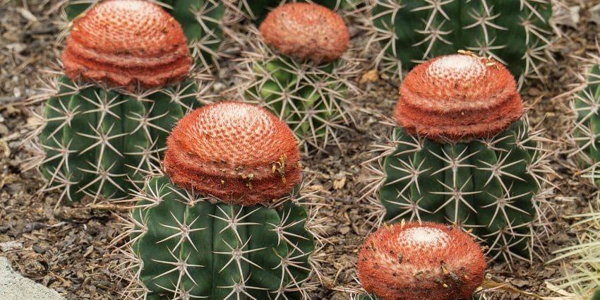 An image of the unique Kalimpong Cactus Nursery with a collection of diverse cacti.