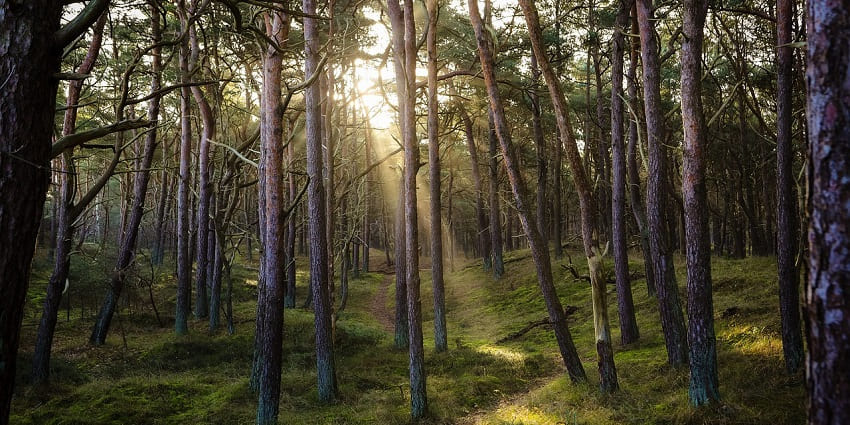 The Deodar Forest located in Kanasar town near Lakha Mandal Shiv Temple