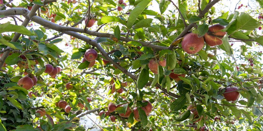 Lush forests of apple orchards in Kanatal.