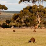 Image of Kangaroos in their natural habitat - Explore the beautiful Kangaroo Island on your next trip