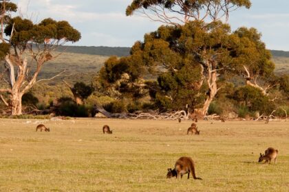 Image of Kangaroos in their natural habitat - Explore the beautiful Kangaroo Island on your next trip