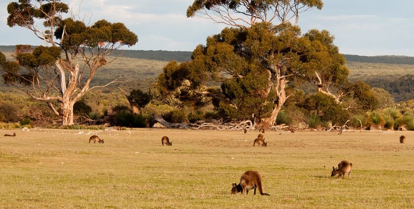 Image of Kangaroos in their natural habitat - Explore the beautiful Kangaroo Island on your next trip