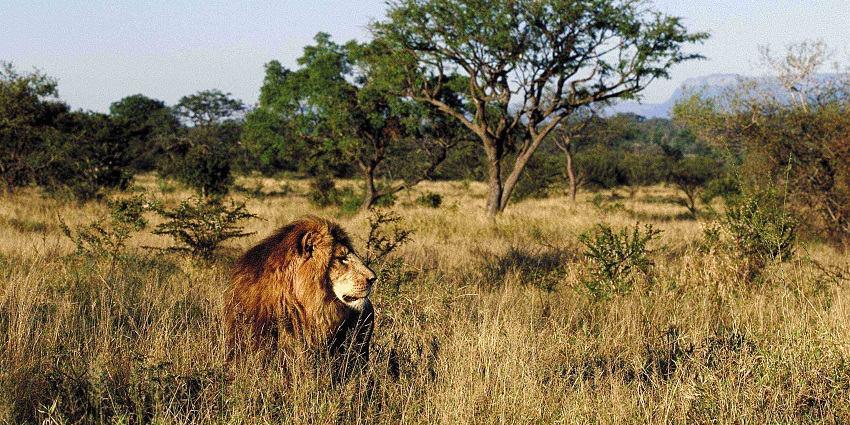 Lush habitats and exclusive night safaris in South Africa await.