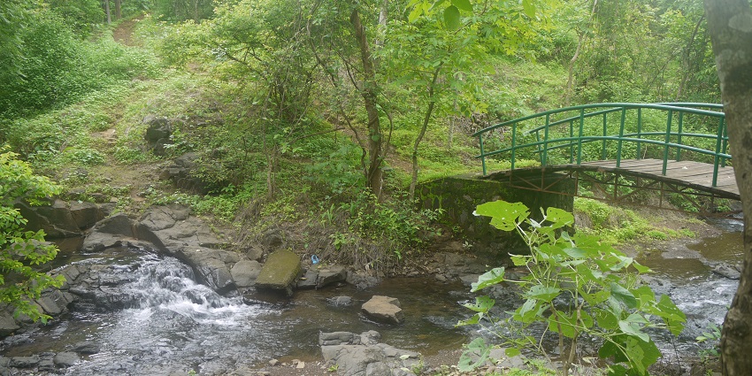 An image of a small bridge at the Karnala Bird Sanctuary in Mumbai.