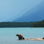 A view a mother bear teaches her cubs to swim on the edge of Naknek Lake, in Alaska’s Katmai National Park