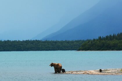 A view a mother bear teaches her cubs to swim on the edge of Naknek Lake, in Alaska’s Katmai National Park