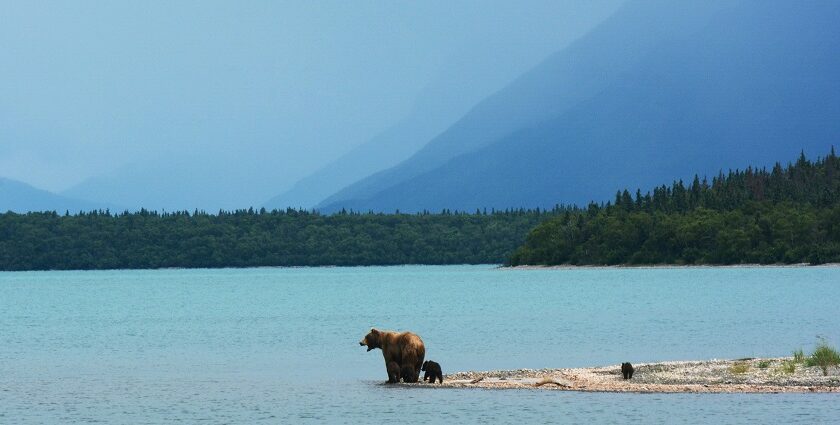 A view a mother bear teaches her cubs to swim on the edge of Naknek Lake, in Alaska’s Katmai National Park