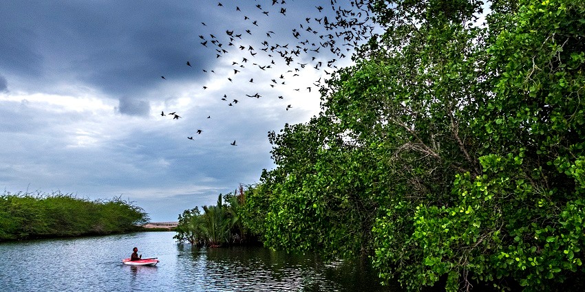 Things to do in Qatar include kayaking adventures through lush mangroves and wildlife.