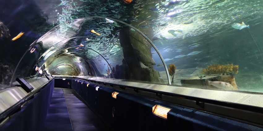  A mesmerizing view of the underground walk-in aquarium in Auckland, New Zealand
